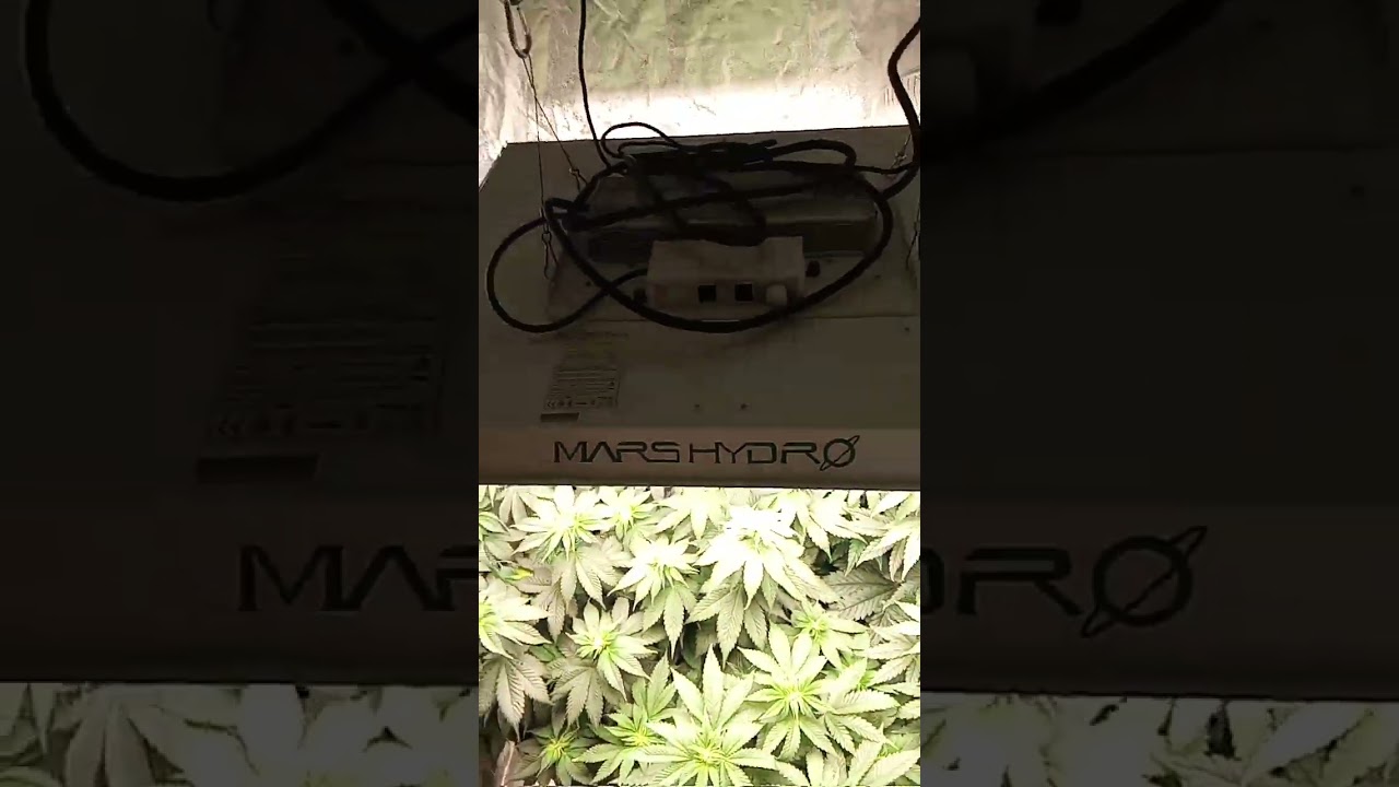 semaine 1 floraison weed blue sunset sherbet #reggae #reggaemusic
