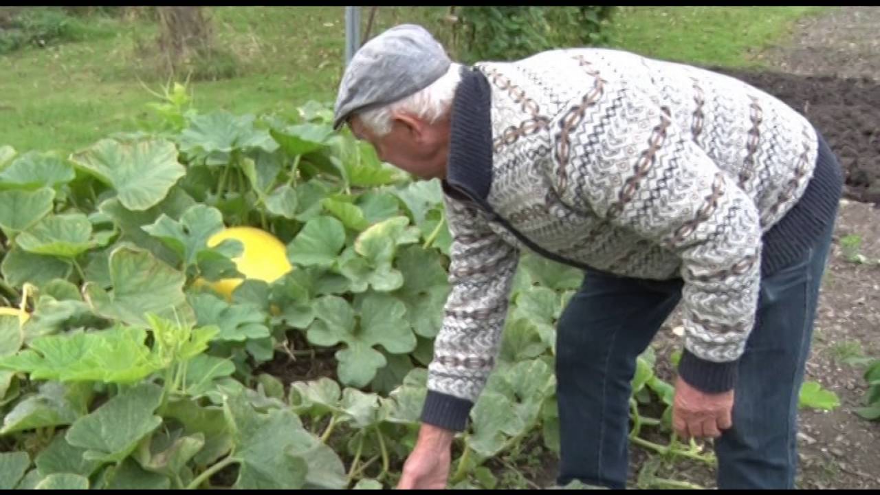 Man kweekt reusachtige pompoen