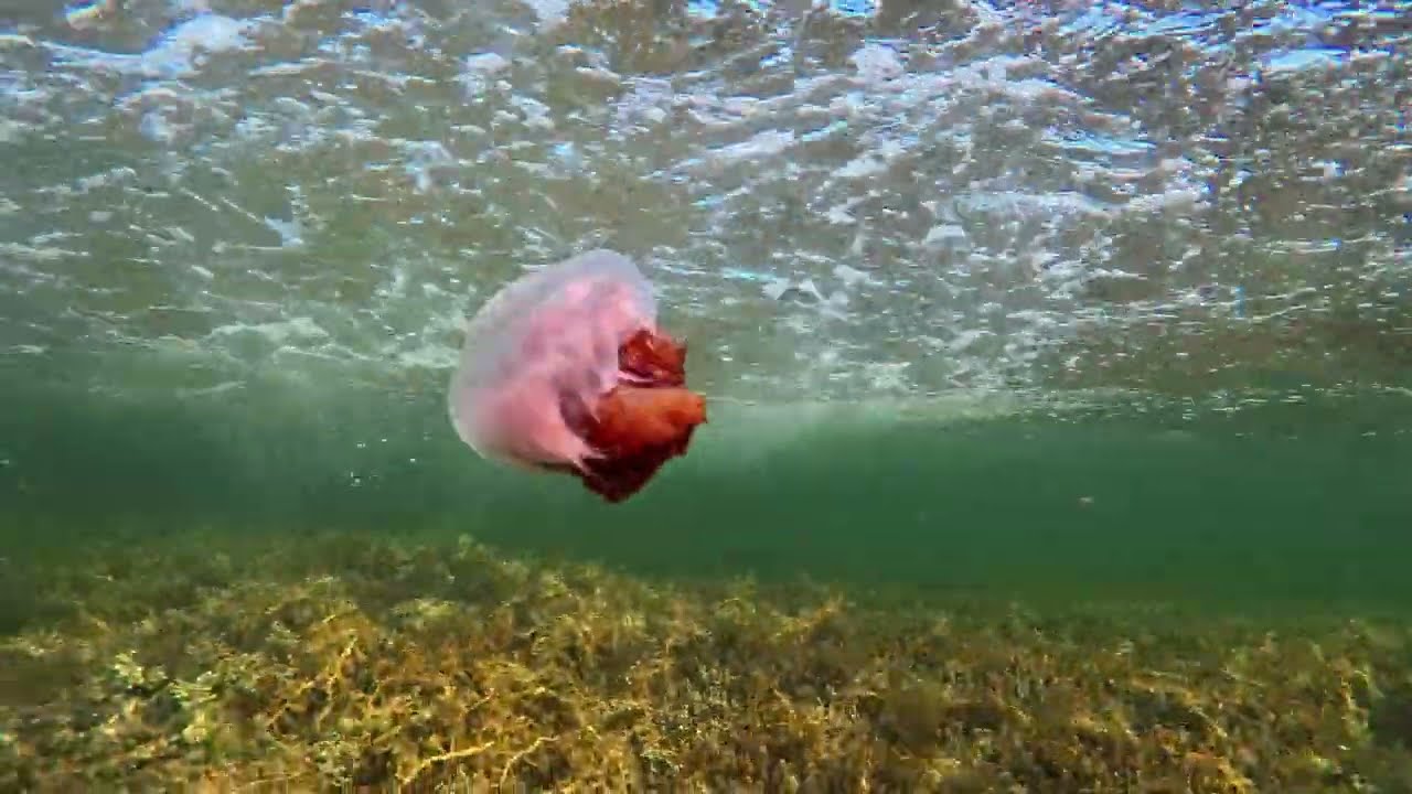 Beneath The Quiet Corner: Jelly Fish Attack!
