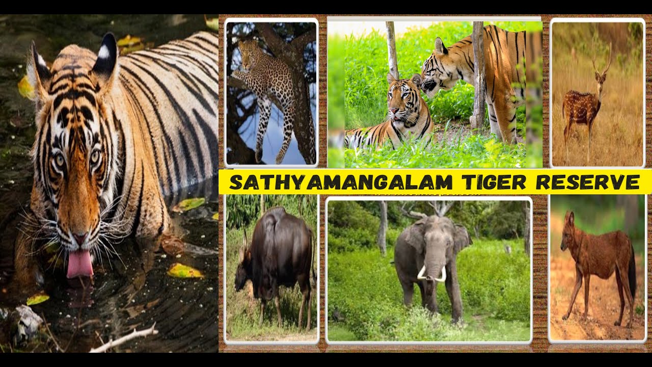 🎬🐅🌿Sathyamangalam Tiger Reserve India&rsquo;s Wildest Forest EXPOSED! 🐘🦜🐍