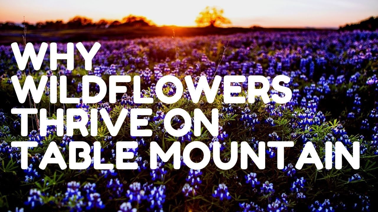 Why Wildflowers Thrive on North Table Mountain Ecological Reserve in Oroville, California