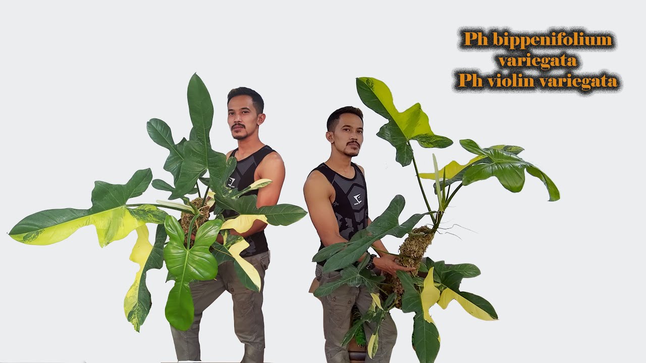 Philodendron violin variegata jumbo