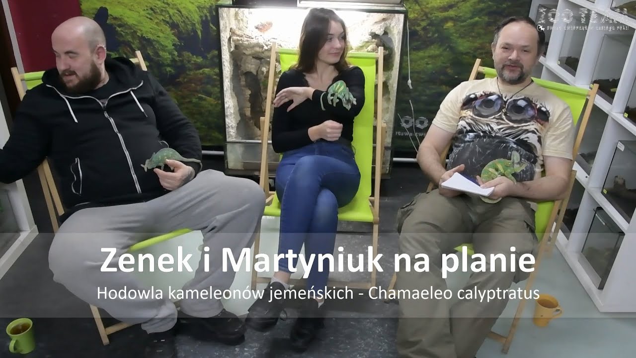 Poradnik: hodowla kameleonów jemeńskich - Chamaeleo calyptratus
