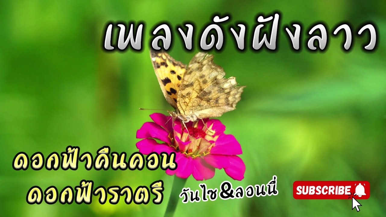 ดอกฟ้าคืนคอน&ดอกฟ้าราตรี ลอนนี่ นิรันดร&วันไซ สมสุก #เพลงดังฝั่งลาว #เพลงลาว