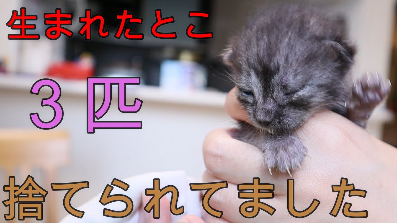[捨て猫]　子猫が３匹捨てられていたので連れて帰りました