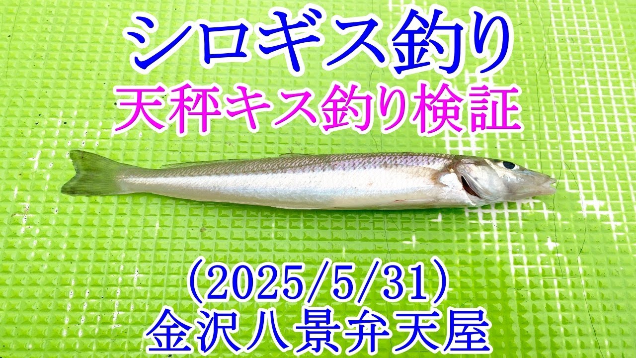【2025年春シロギス釣り】天秤キス釣りを検証！？