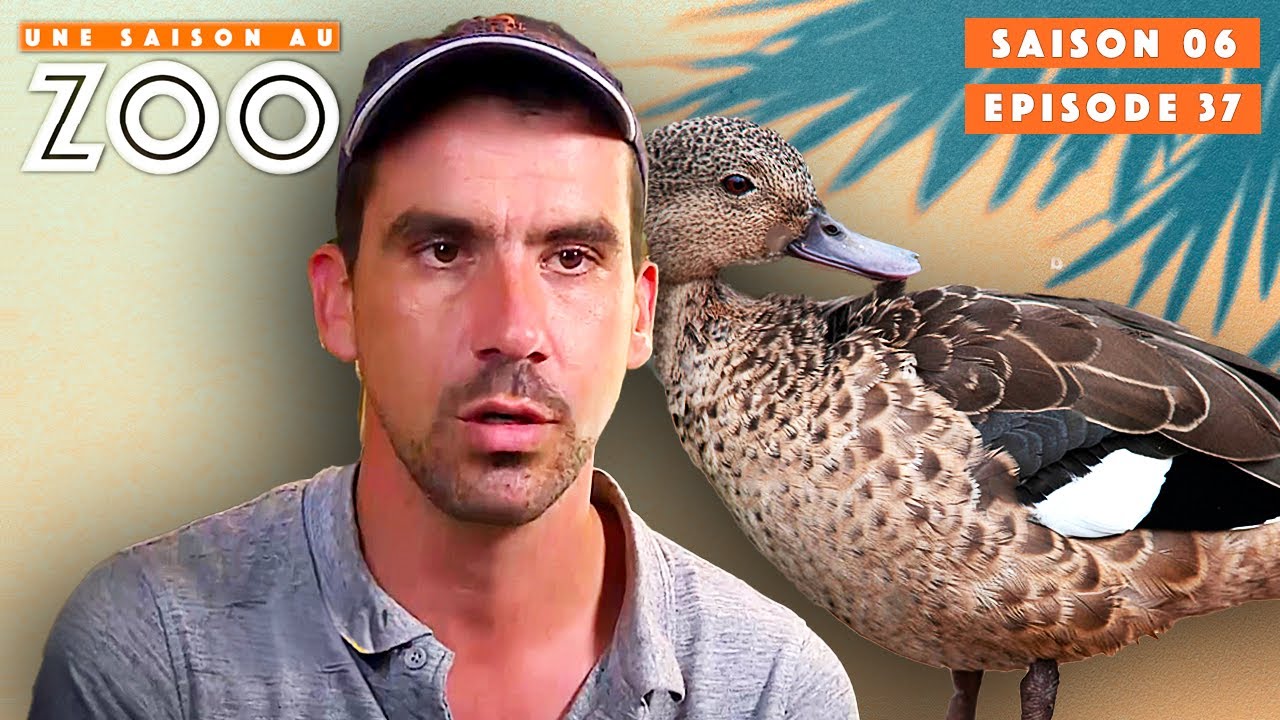 Mission sauvetage: Coin-Coin le canard a disparu ! | S06EP37 | Intégrale | Une saison au zoo