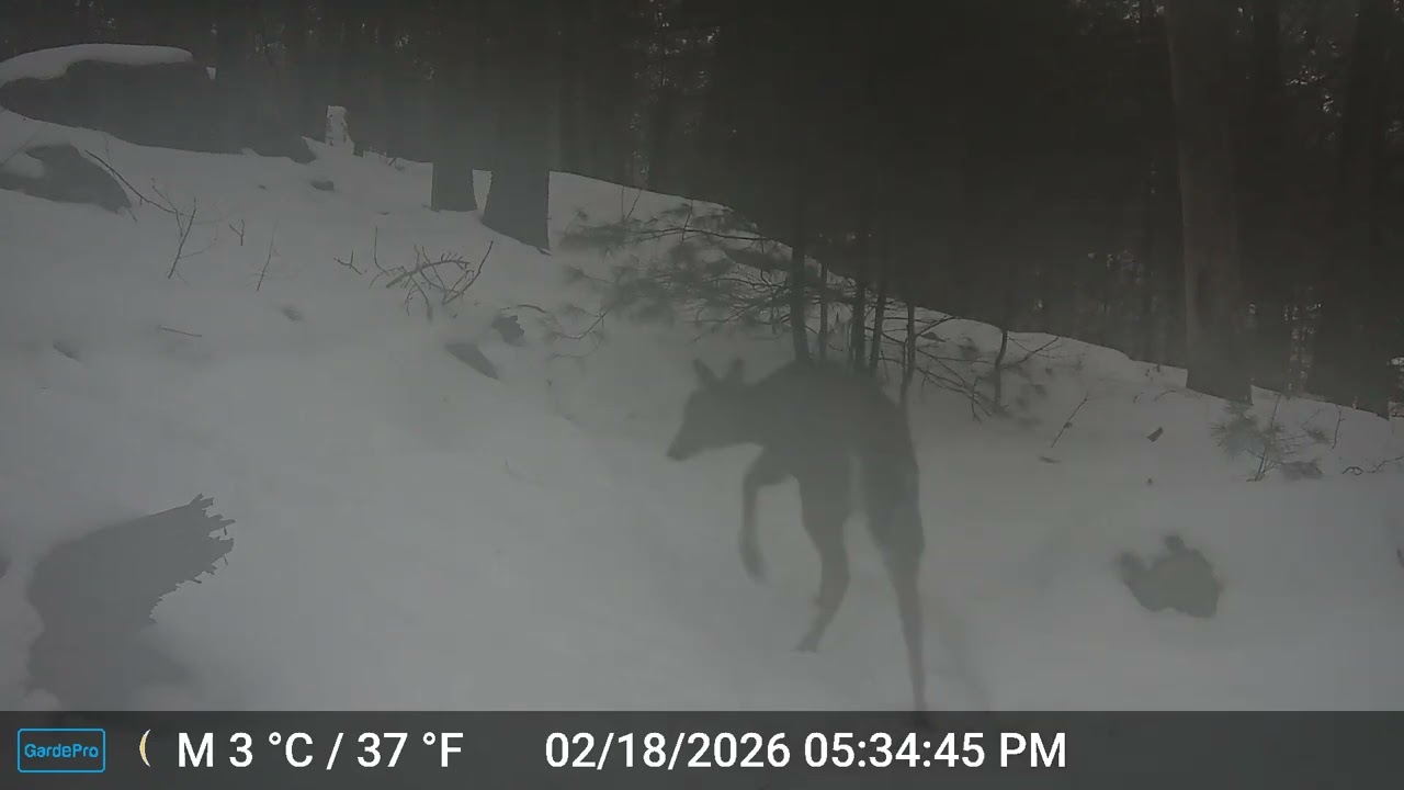 Ashland Trail Cam: 2/18/26 Two deer
