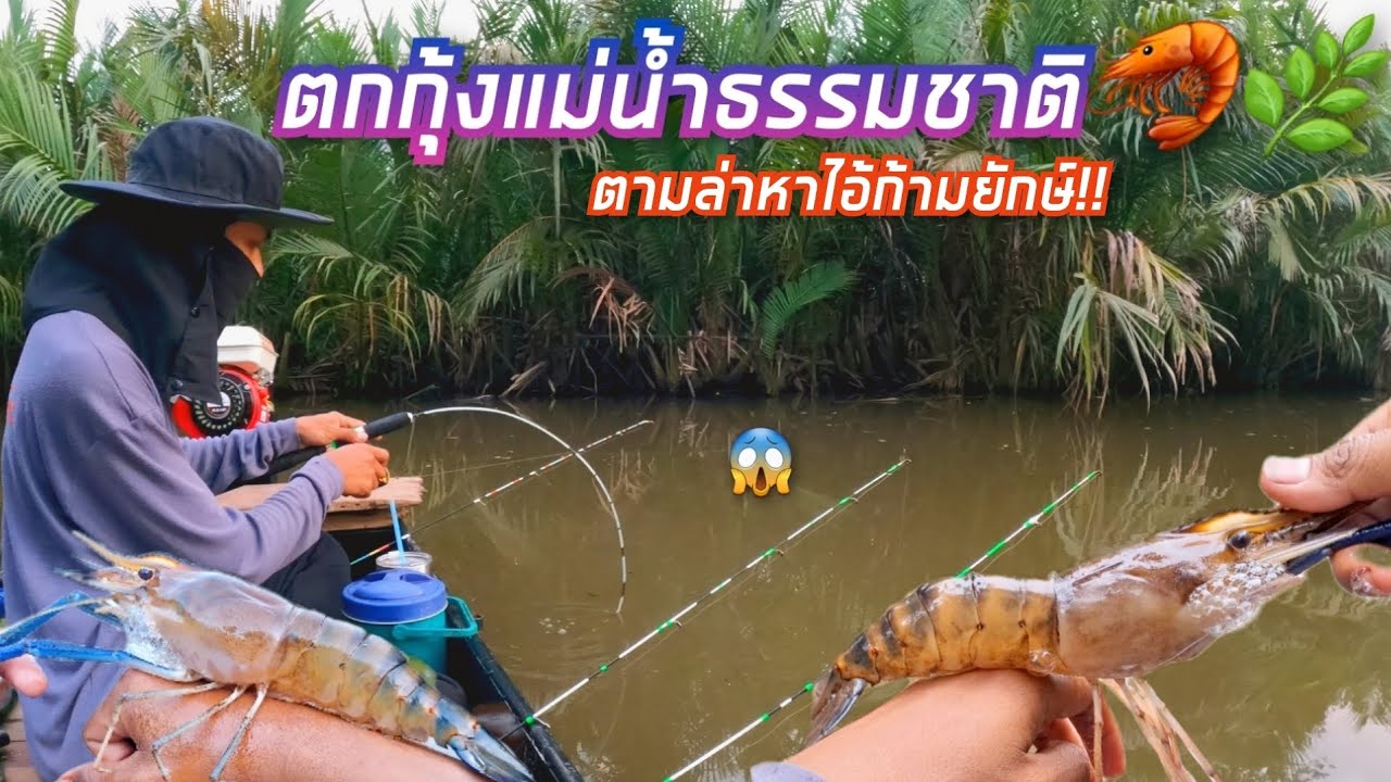 ตกกุ้งแม่น้ำธรรมชาติ🦐🌿 ตามล่าไอ้ก้ามยักษ์!! โดนไอ้ก้ามเหลืองไซส์สวยๆ 💥