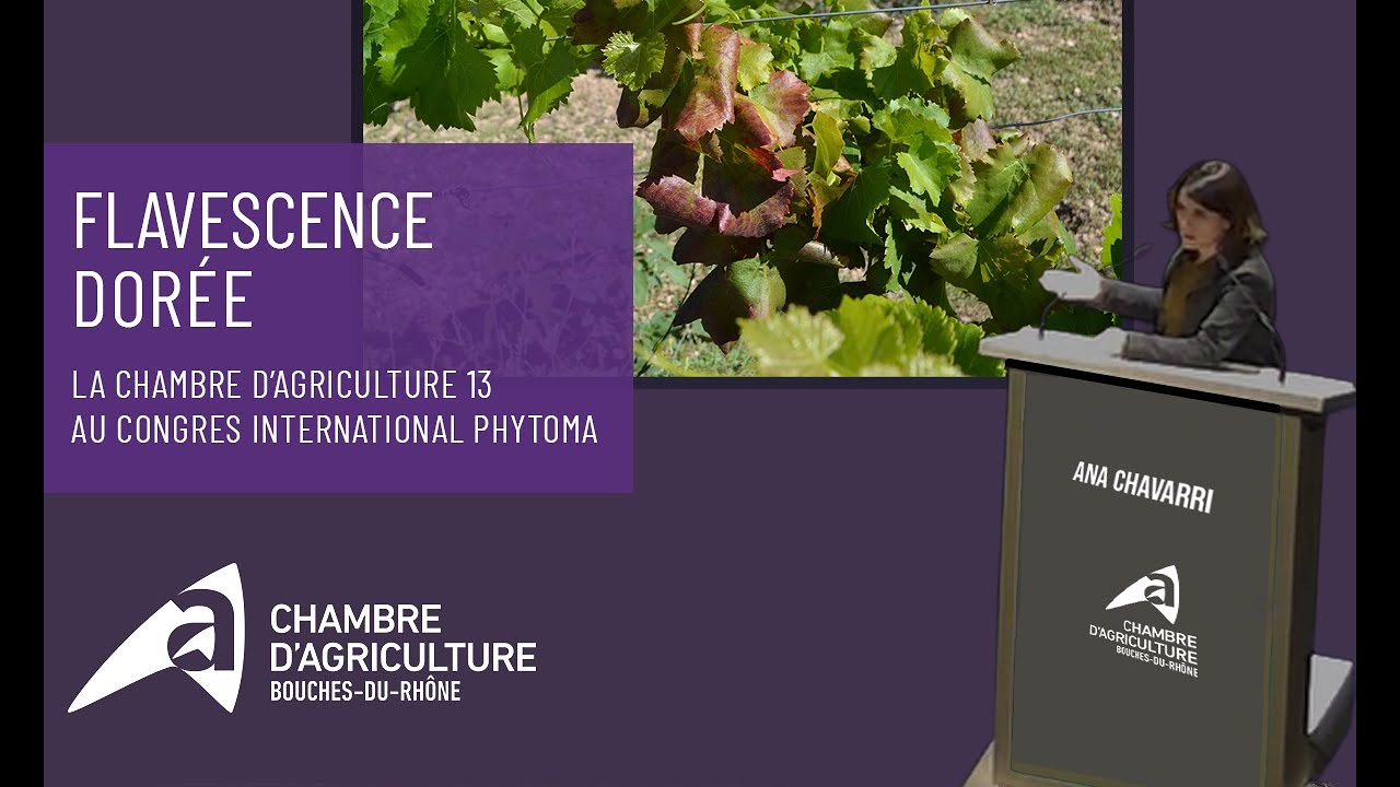 Congrès International PHYTOMA : vigne et vin