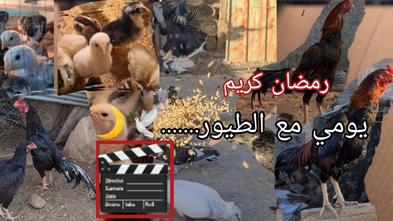 يومي مع الطيور 📸🕊🐓🌙