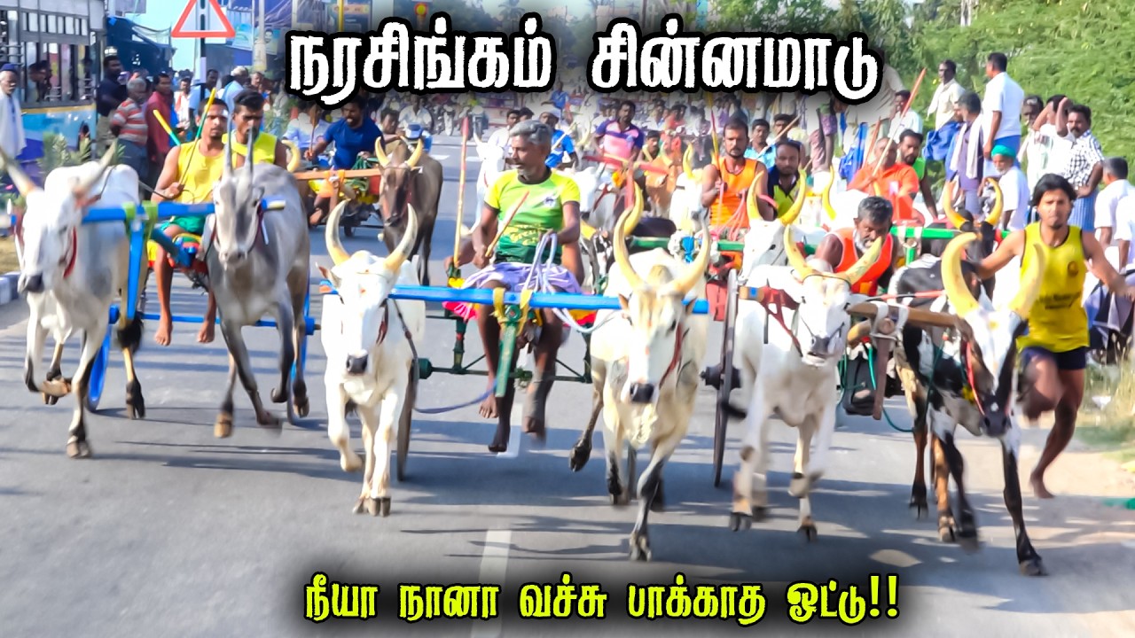 நரசிங்கம் சின்னமாடு பந்தயம் 15-02-2026|madurai Chinnamadu  Race