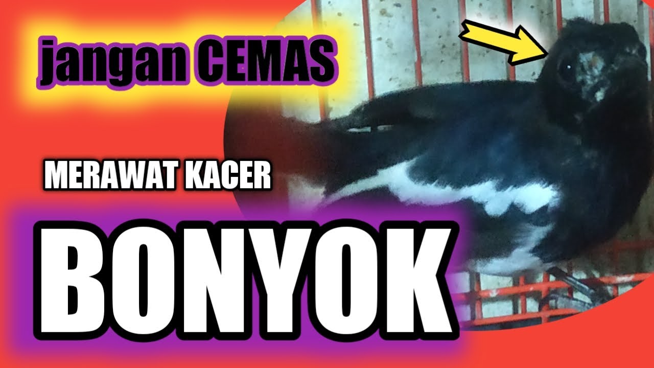 rawatan kacer bonyok luka atas paruh