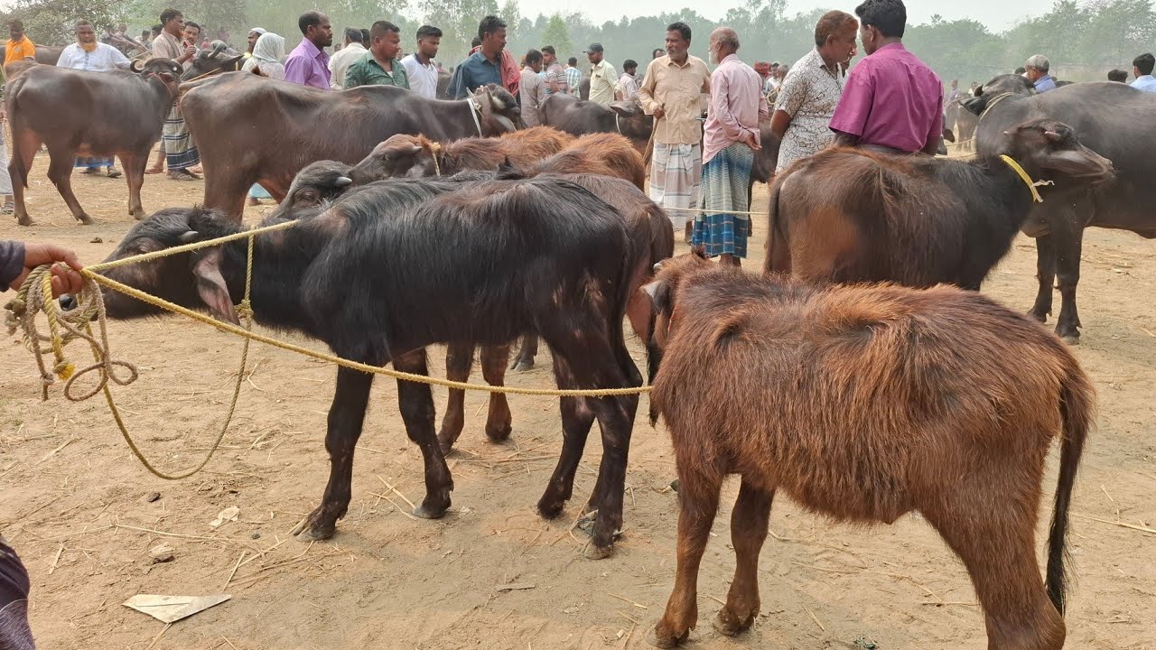 @আজ ১৪/৩/২৬ | সবচেয়ে ছোট ছোট মহিষের বাচ্চার দাম জানুন | কাহারোল হাট 