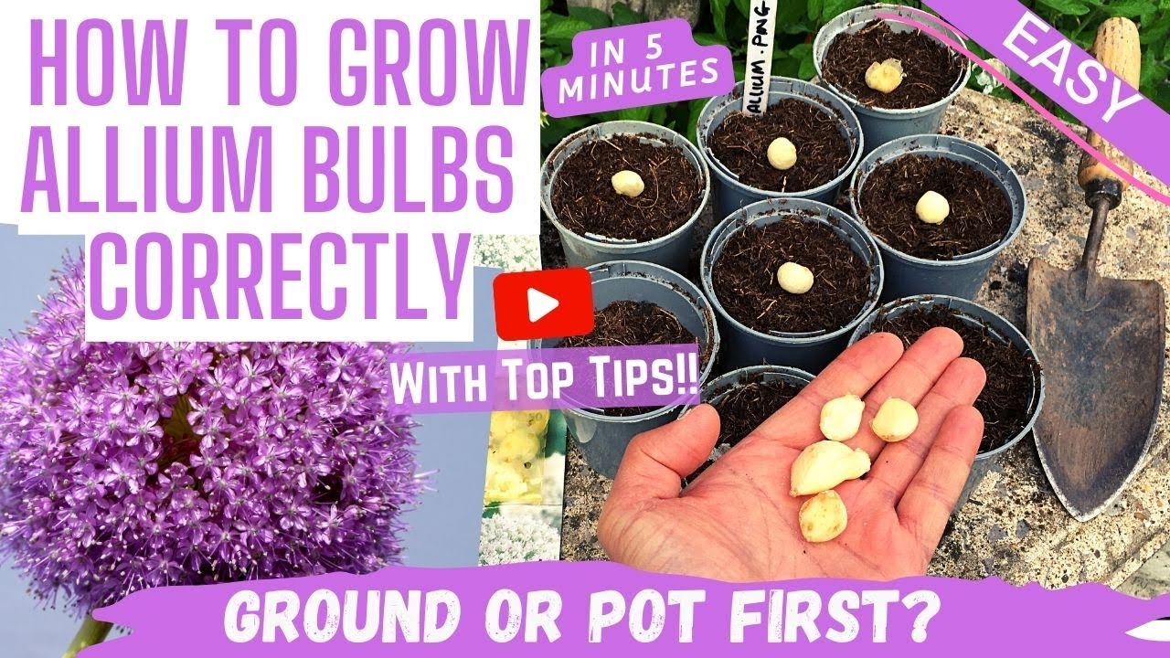 How to Plant ALLIUM BULBS for a STRIKING & COLORFUL DISPLAY! Beginners!