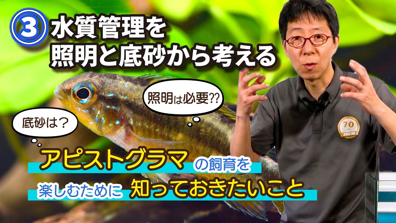 【熱帯魚 飼育】③水質管理を照明と底砂から考える　～アピストグラマの飼育を楽しむために知っておきたいこと～