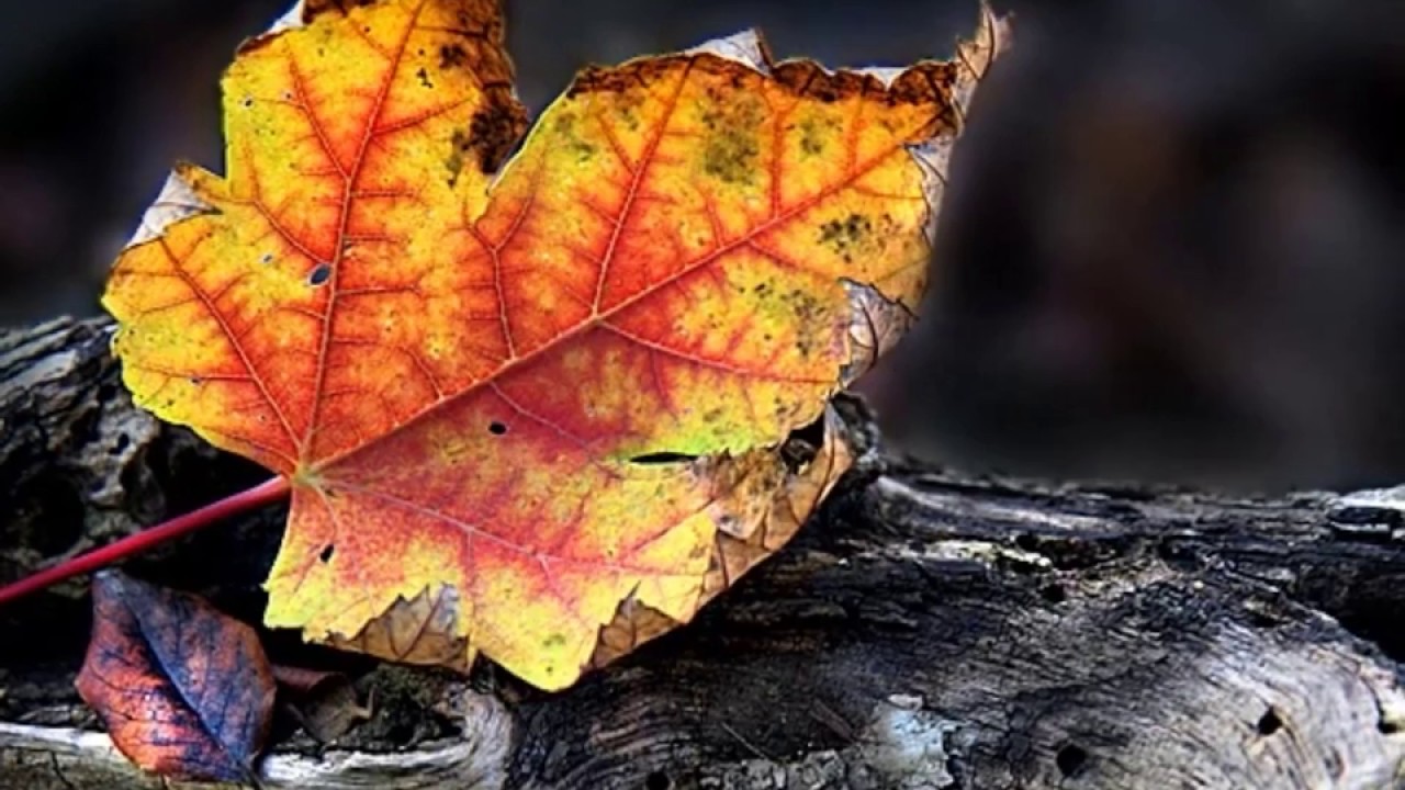 Adagio for strings  【piano】 : Samuel Barber / Philip Aaberg