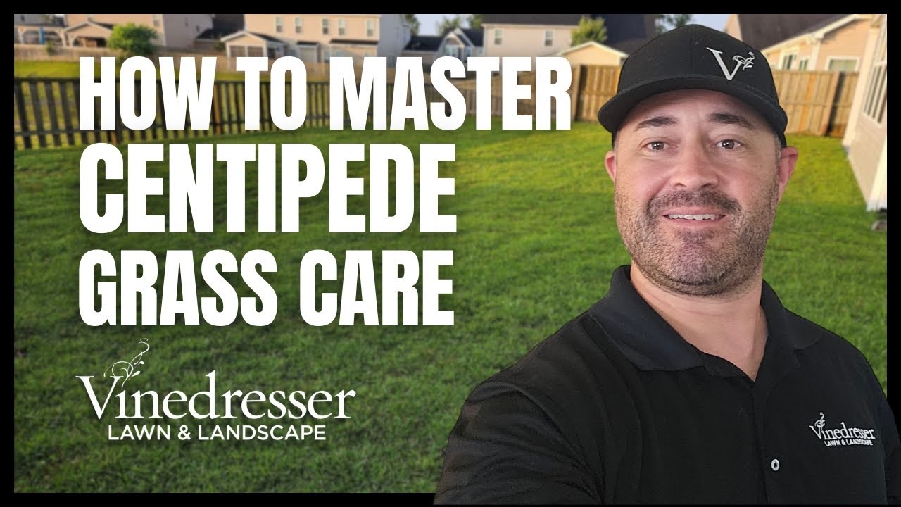 How to Master Centipede Grass Care