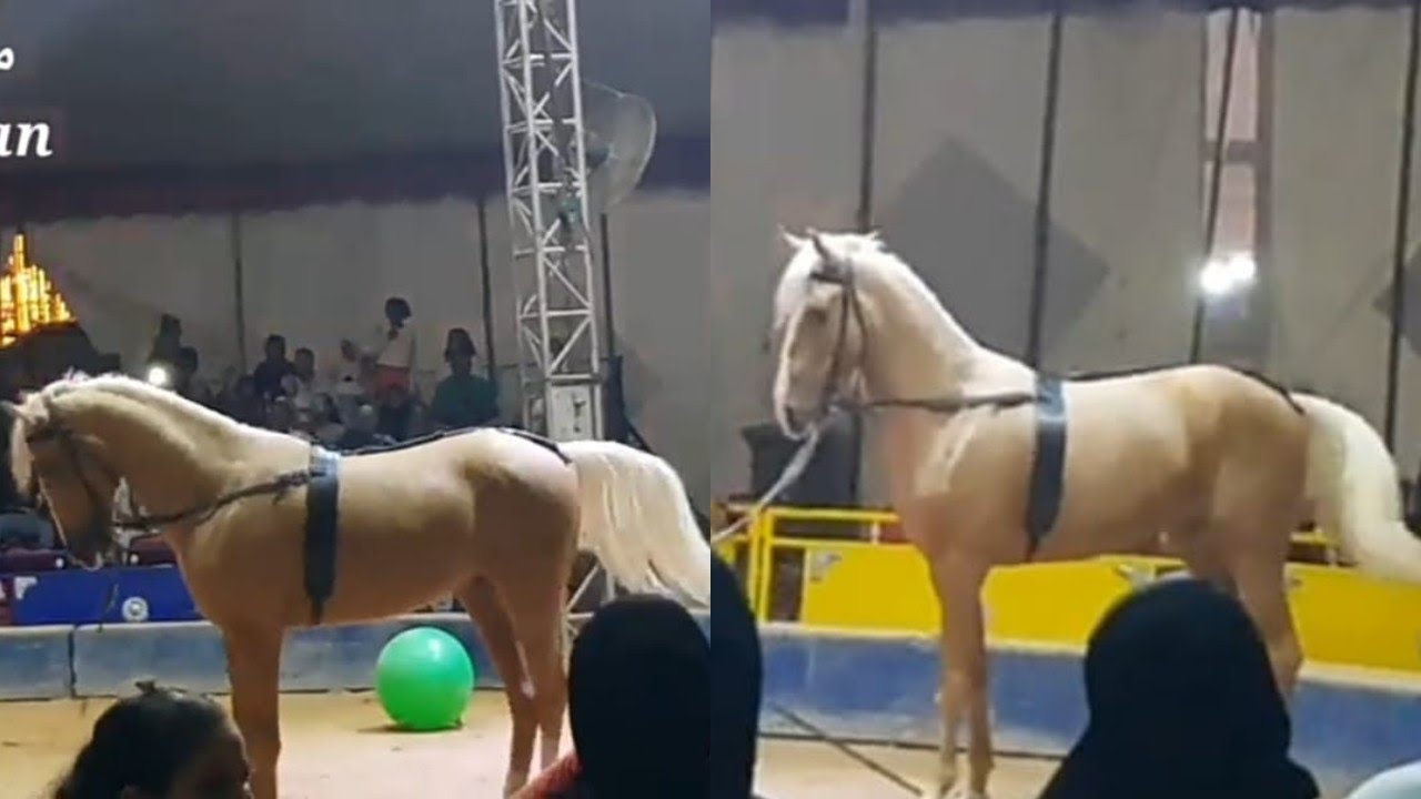 فقرة رائعه من السيرك القومي الحصان مانو 🐎🐎The horse section of the circus #حصان #سيرك ,#circus