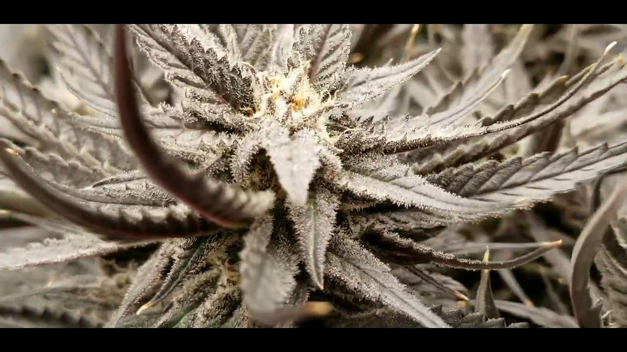 amnesia haze x zombie kush harvest day