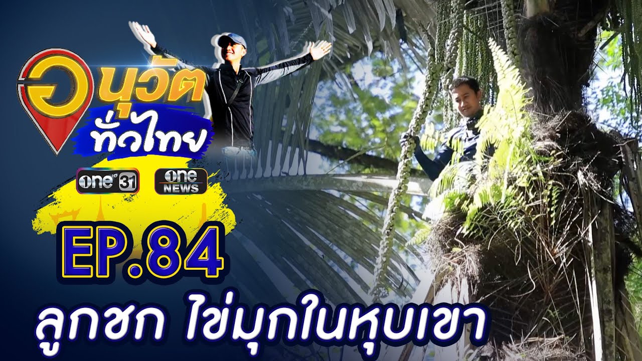 ปีนหาลูกชก ไข่มุกในหุบเขา จ.พังงา | อนุวัตทั่วไทย | EP 84 | ข่าวช่องวัน | one31