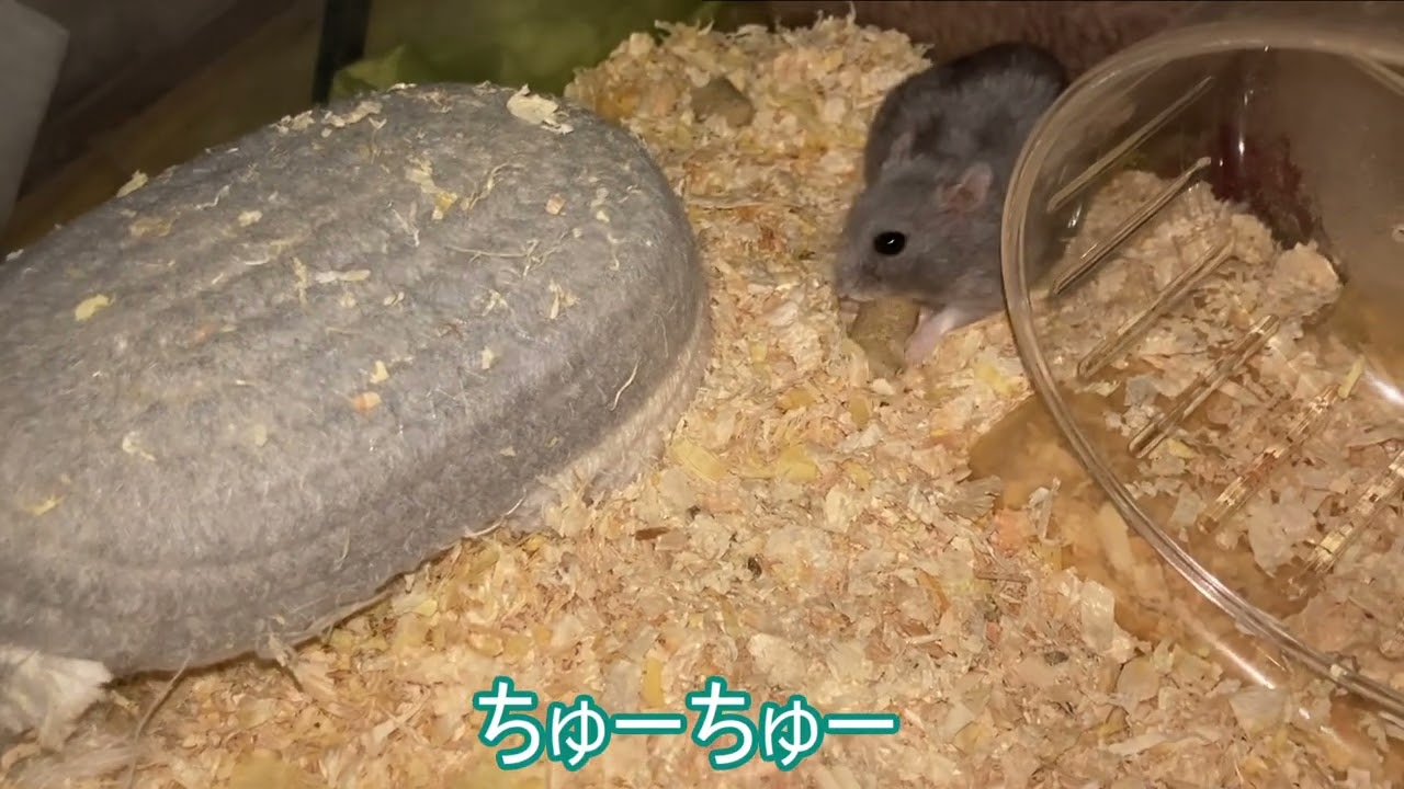【ハムスター】お皿に近づいて ごはんを もらう ごまめちゃん～ジャンガリアンハムスター～