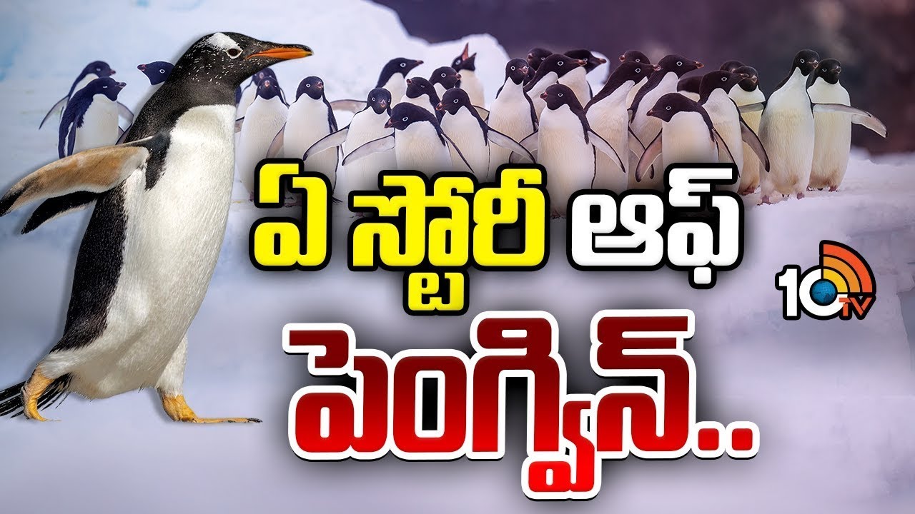 సోషల్ మీడియాను షేక్ చేస్తున్న ఒంటరి పెంగ్విన్ నడక.. | Viral Penguin Walking | Special Focus | 10TV