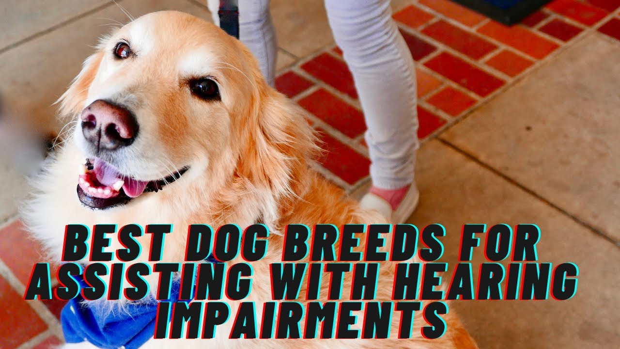 The Best Dog Breeds for Assisting with Hearing Impairments