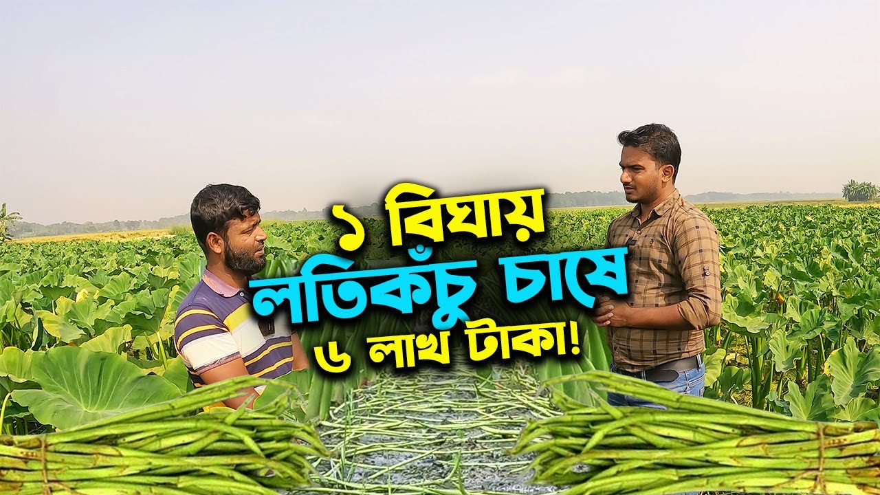 ১ বিঘা লতিকঁচু চাষে ৬ লাখ টাকা বিক্রি কৃষকের | উদ্যোক্তার খোঁজে