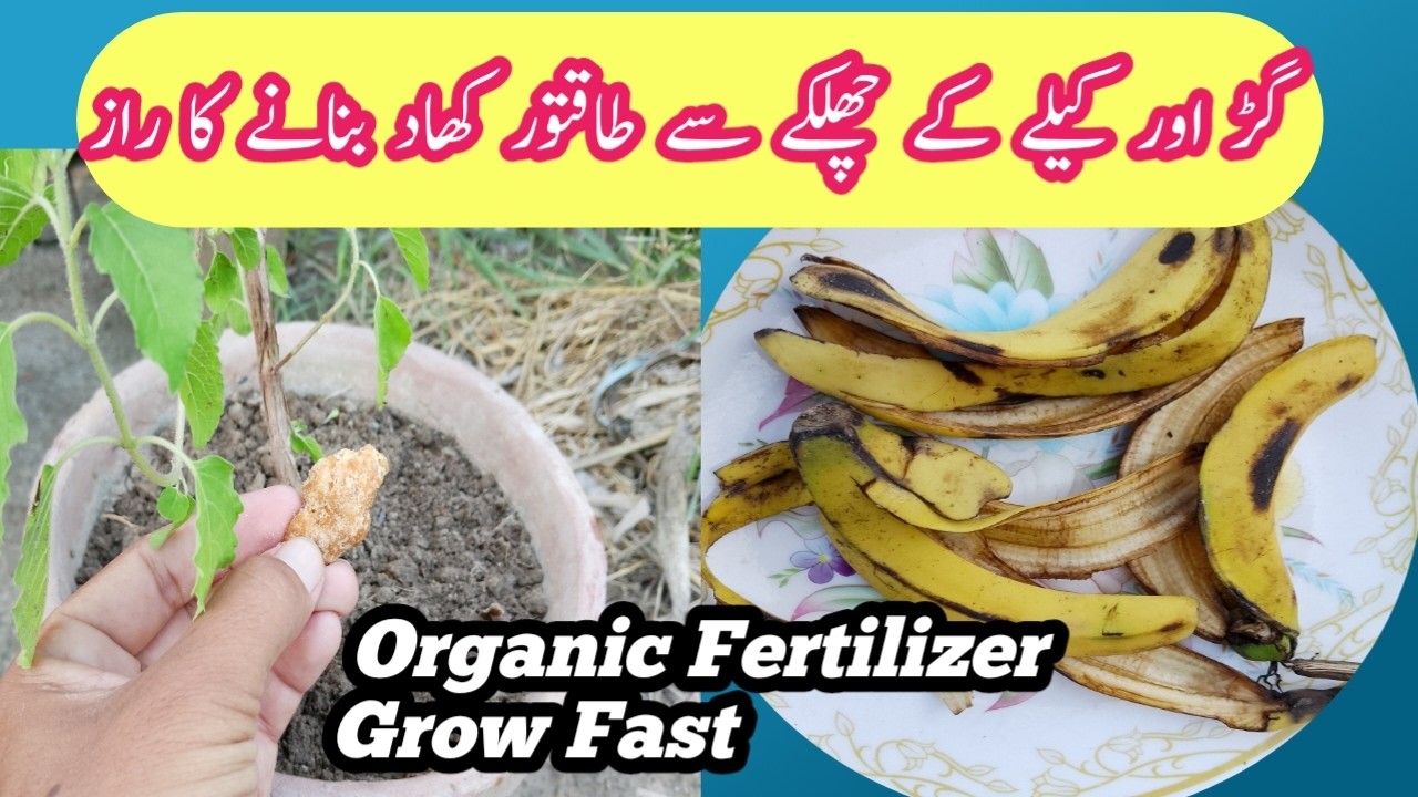 Podon ke liye kele ke chilkoon se khad banaen | How to make banana peel fertilizer
