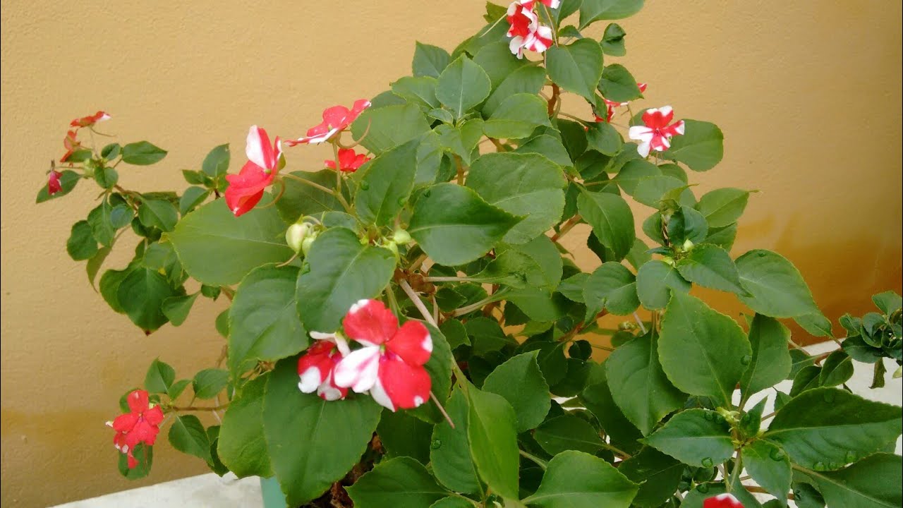 Maria sem vergonha ou beijinho: como plantar, cuidar e fazer mudas.
