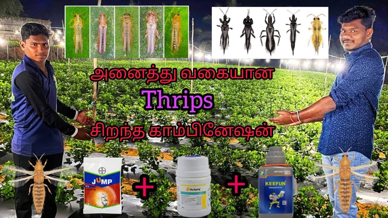 அனைத்து வகையான பூச்சிகளையும் கொல்ல சிறந்த மருந்து #keefan#jumb #bayer #insecticide