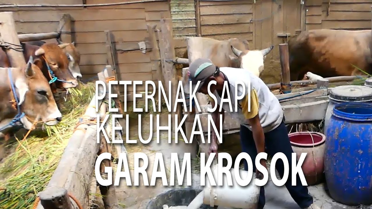 NET JATENG - PETERNAK SAPI KELUHKAN GARAM KROSOK