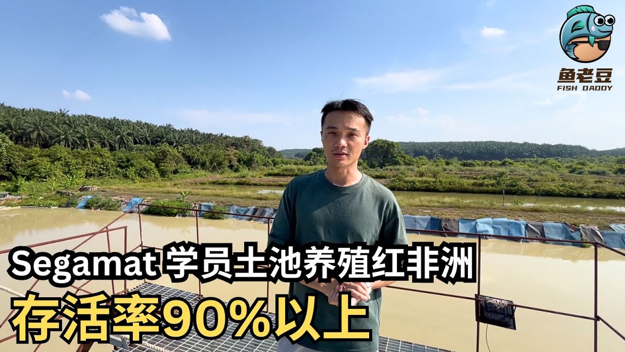 【魚老豆】Segamat學員土池養殖紅非洲 存活率90%以上！