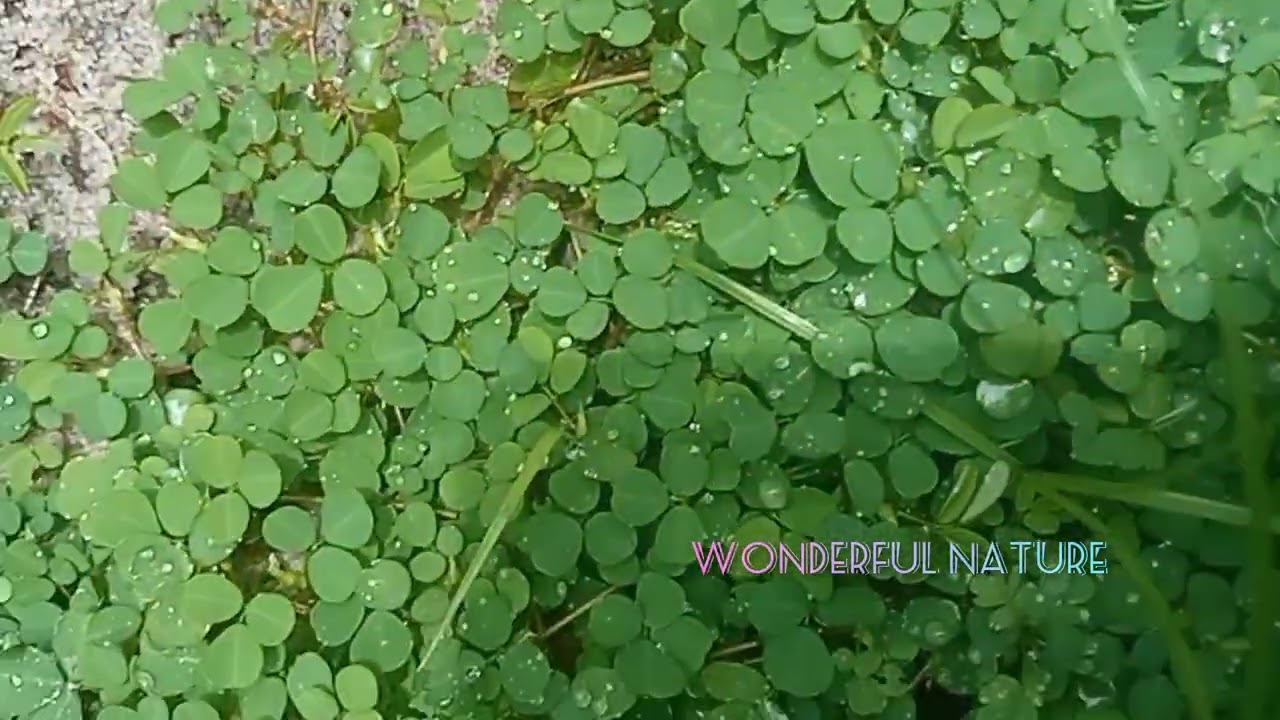 നിലംപരണ്ട/നിലംപുല്ലാടി/Grona triflora/ creeping tick trefoil/three-flower beggarweed