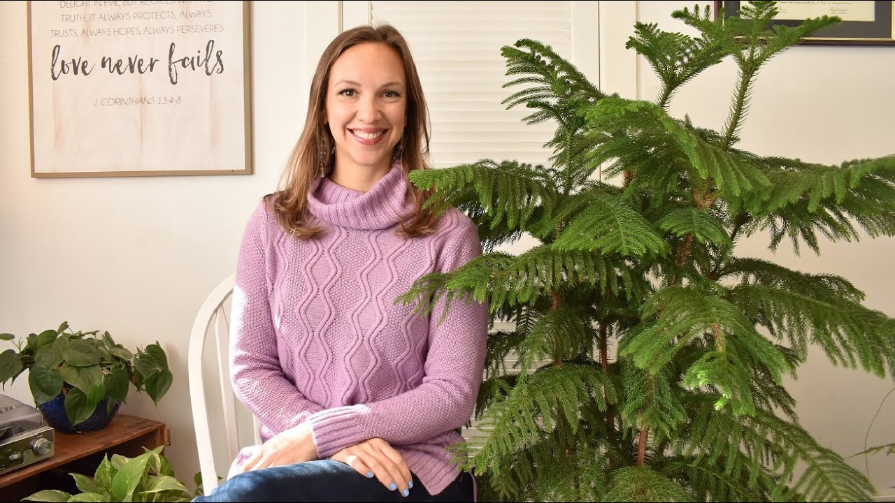 Norfolk Island Pine Care / How to care for the Norfolk Pine / Northlawn Flower Farm