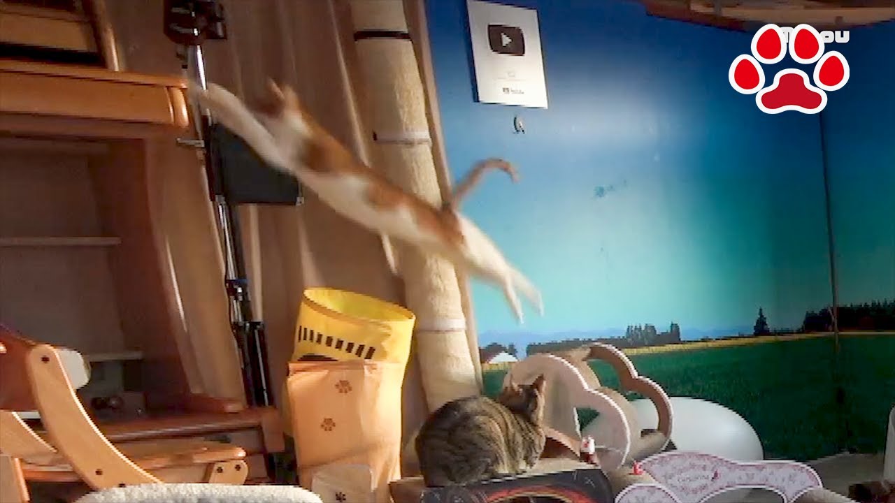 Как это произошло? Неуклюжий кот