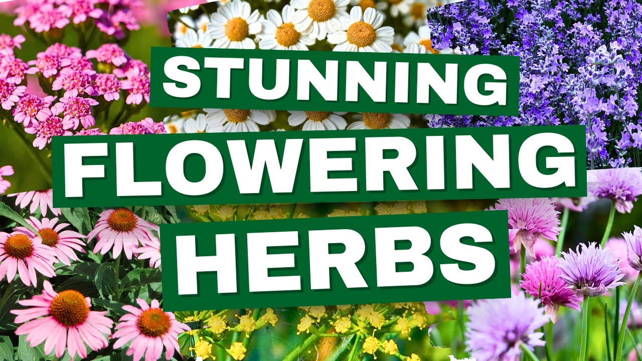 10 Flowering Herbs That Look as Good as They Smell &ndash; And You Can Eat Them Too! 😍
