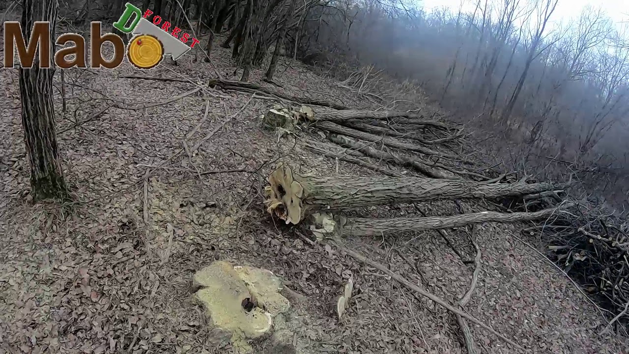 Abbattimento alberi in bosco con Stihl MS 362 C