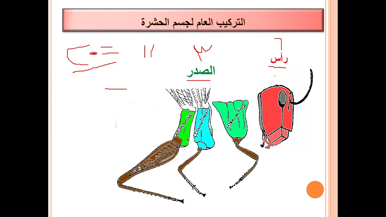 المحاضرة الاولي حشرات عام