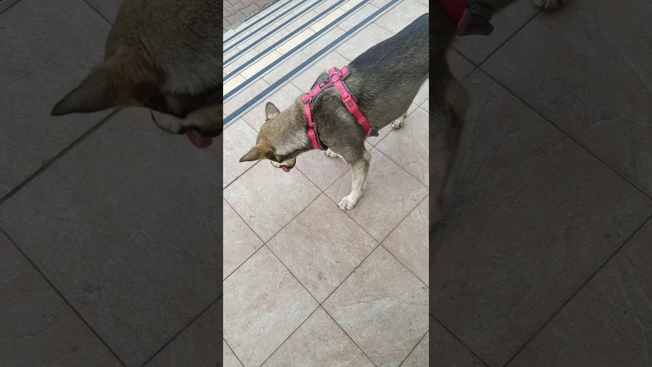 #shorts #MyBloopers! MARAKALA ALISA! #mybloopers