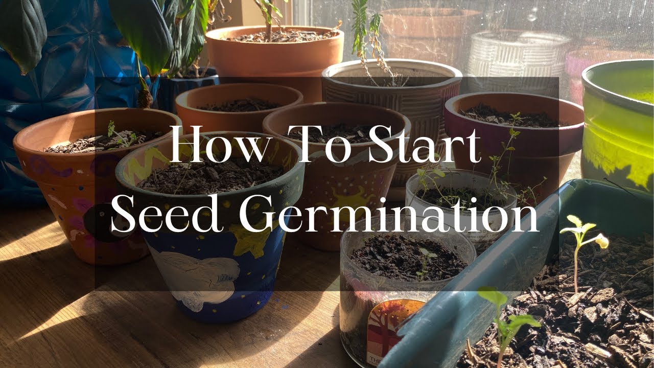 Everything in My Garden DIED! + How To Germinate Seeds for 2024