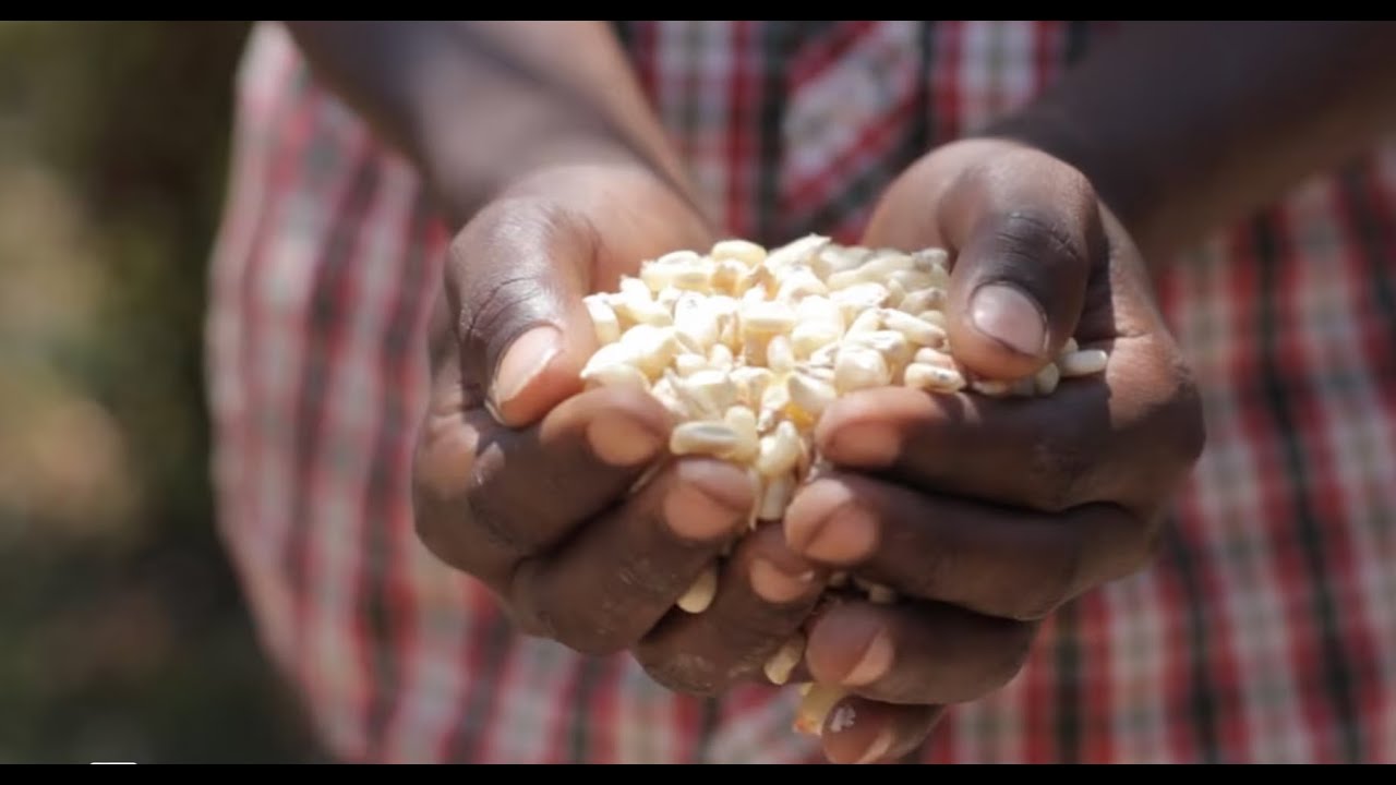 Palmful of Maize