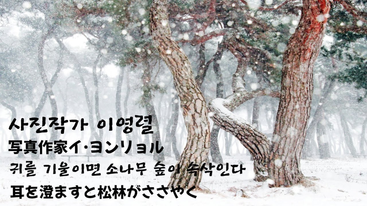 소나무작가 이영렬 사진전    솔숲은 안개에 젖고..写真家イヨンリョル！
