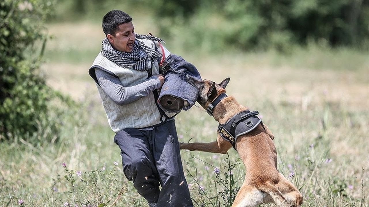 Mehmetçik'in cesur keşif köpekleri Bursa'da zorlu eğitimlerden geçiyor