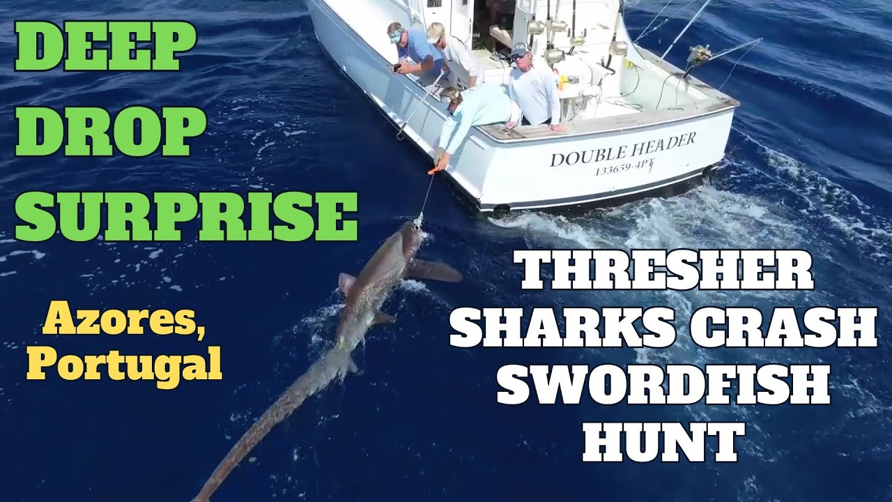 Thresher Shark Fishing and Release in the Azores