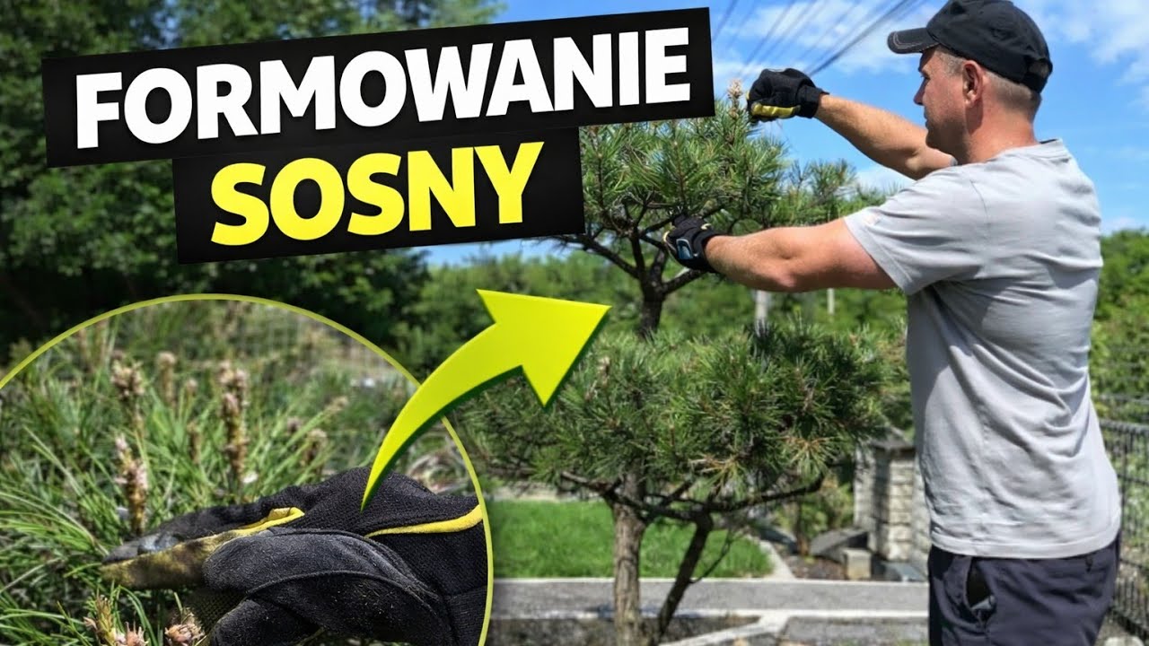 formowanie sosny zagęszczanie sosny na bonsai niwaki topiary cięcie iglaków