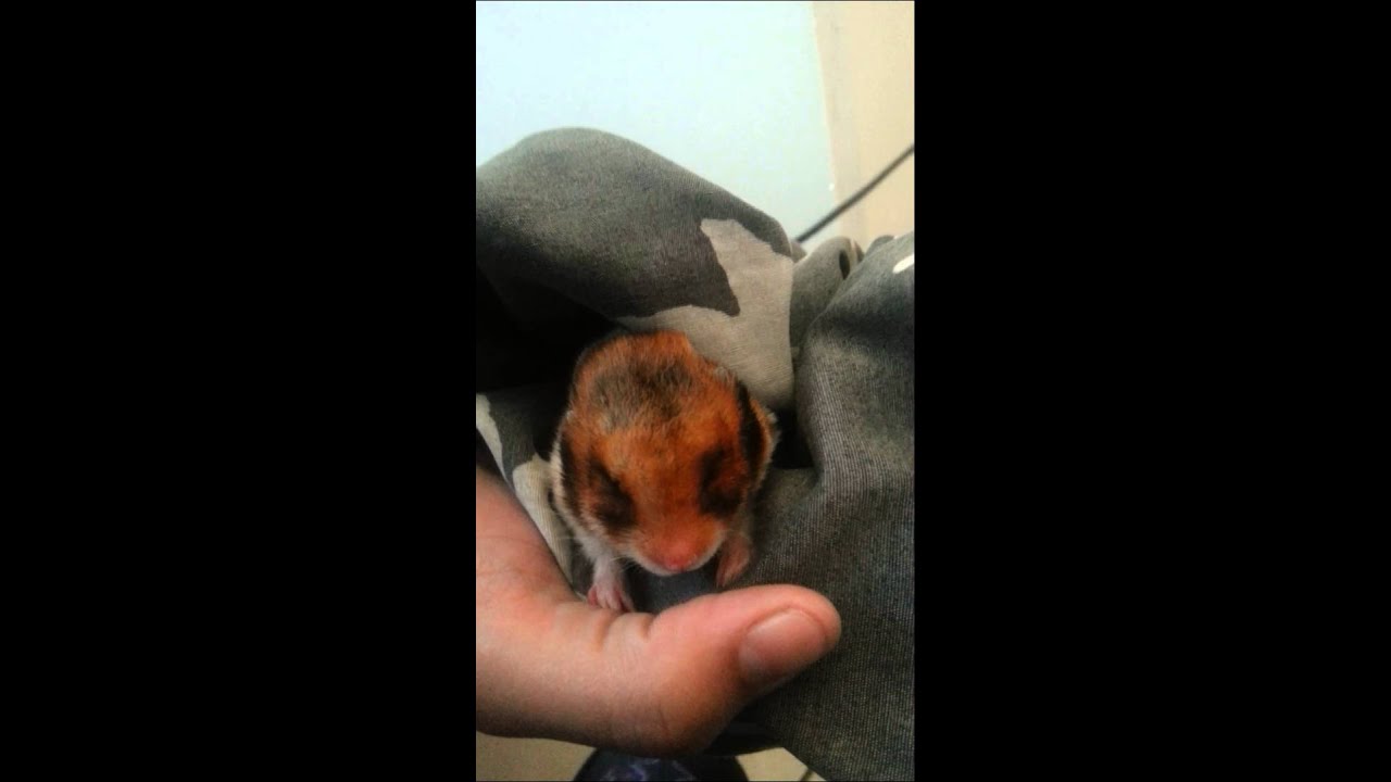 Salvabdo meu hamister da hibernacao