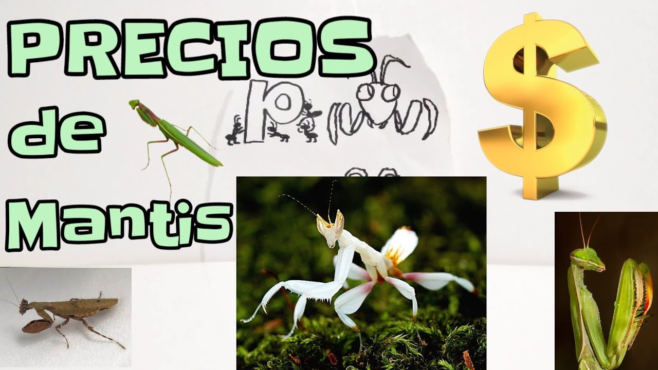 Precio de mis mantis