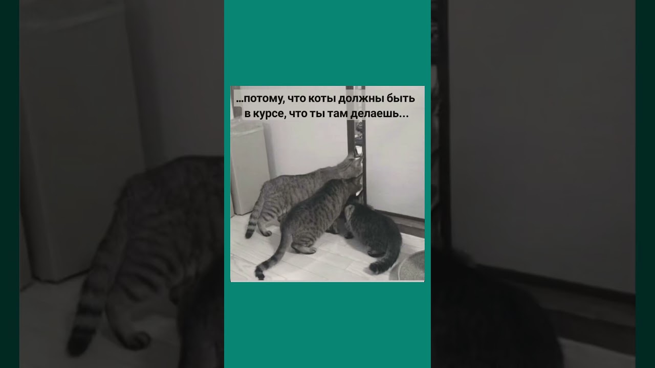 Кто тоже так живёт? 🥲#деньсурка#хочувотпуск#relatable#lifeafterwork#adulting#catmeme#funnycats#cat